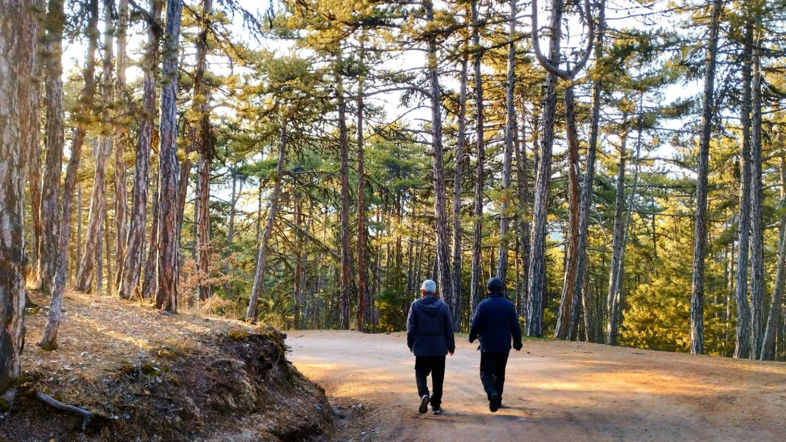 Two people walking along a tree-lined forest road