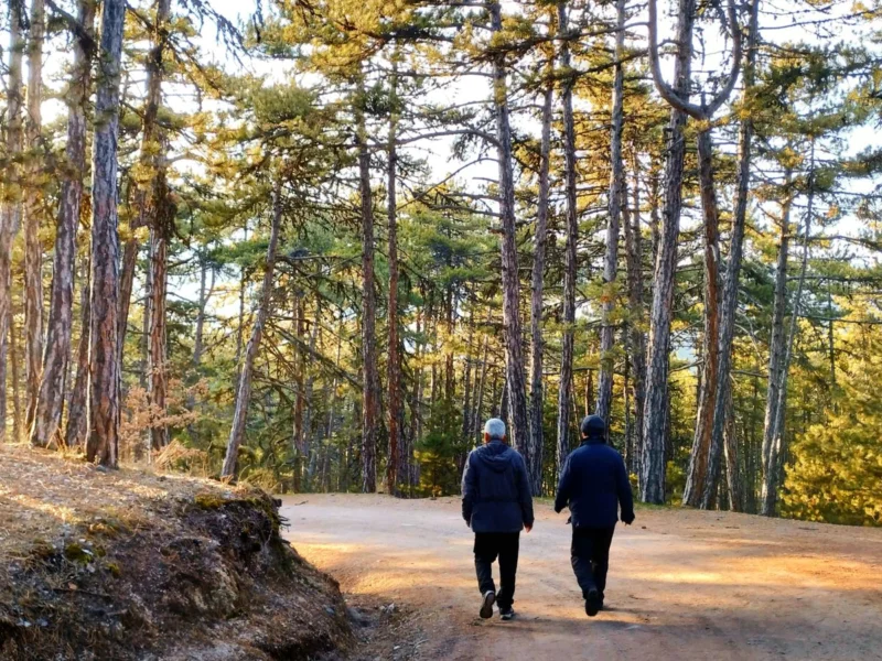 Two people walking along a tree-lined forest road