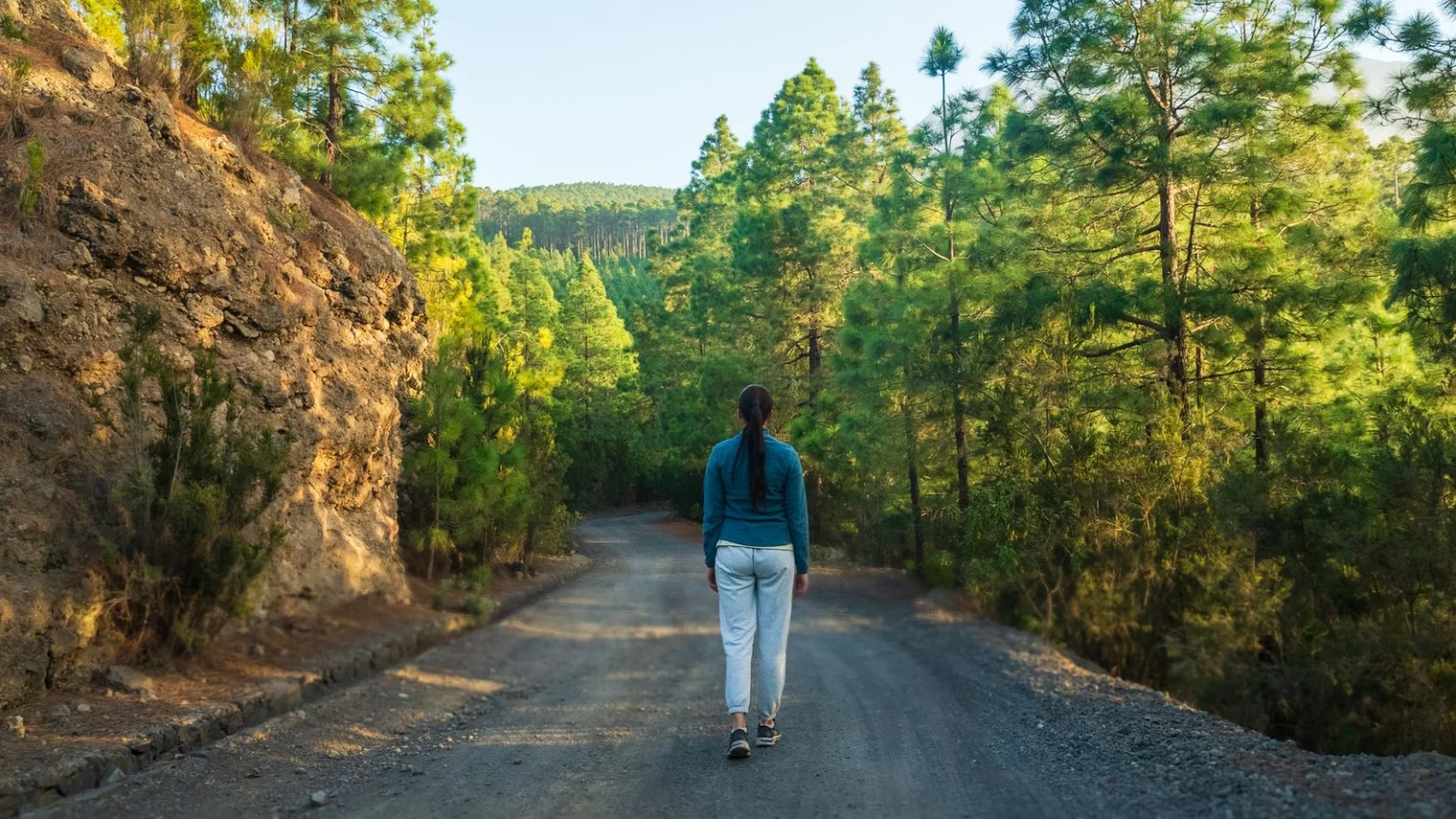 Woman walking on a pine forest road in summer light