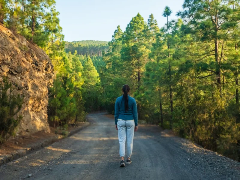 Woman walking on a pine forest road in summer light