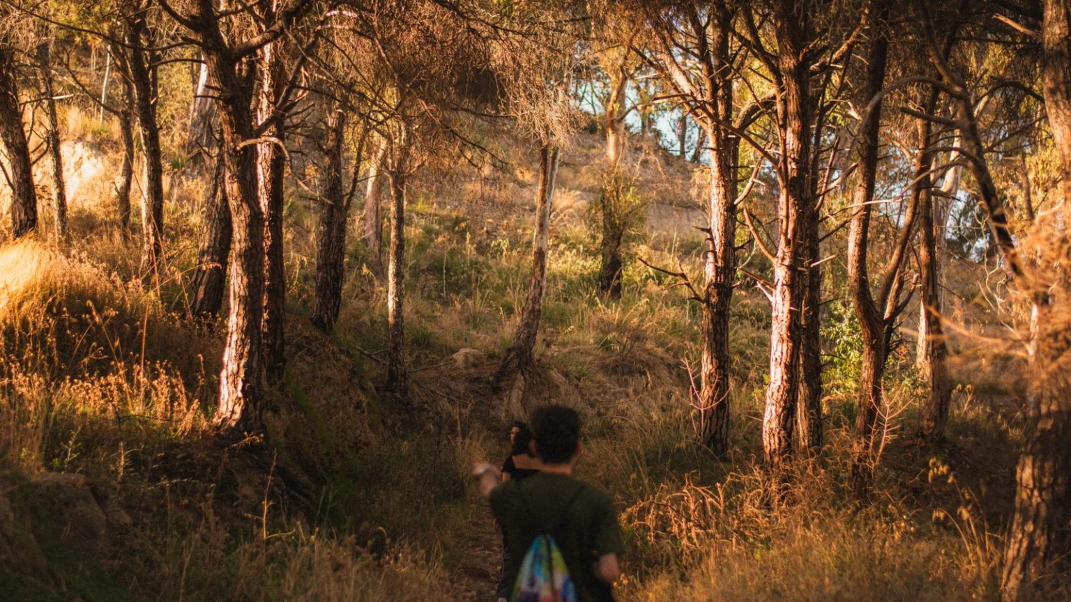 Person walking a forest path in warm evening light