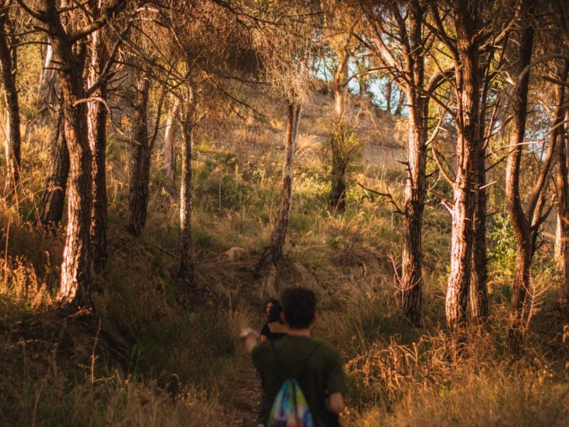 Person walking a forest path in warm evening light